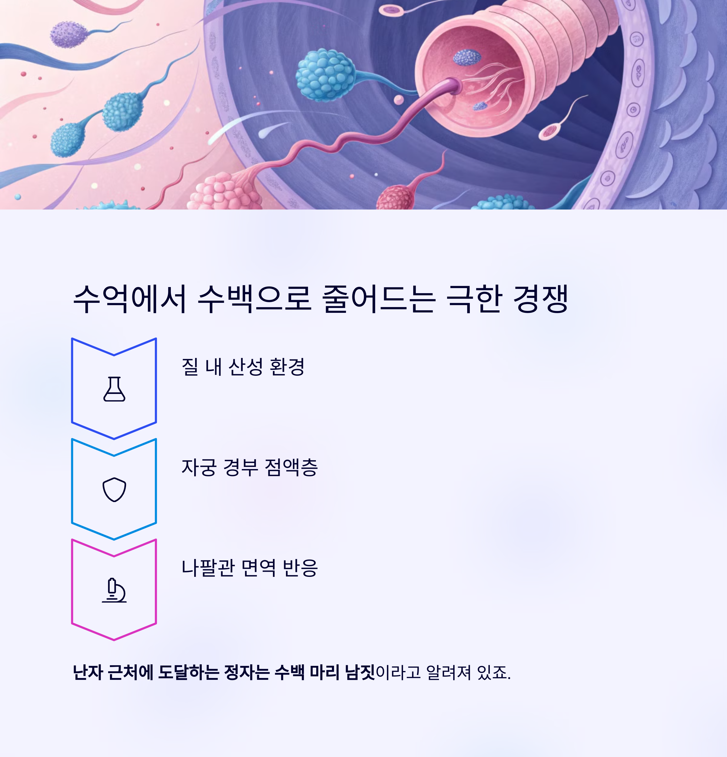 한 명만 살아남는다! 난자와 정자의 극한 여정-인포그래픽2