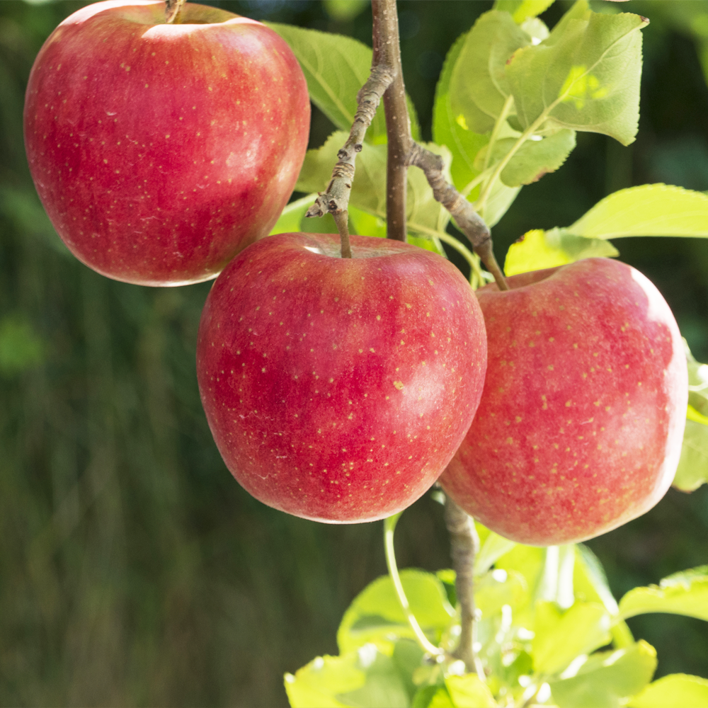 2025 청원생명축제&amp;#44; 가족 농촌체험