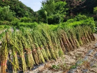 참깨 파종시기 재배방법 남부 중부_8