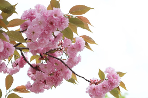 서산 개심사 겹벚꽃·청벚꽃 개화상황