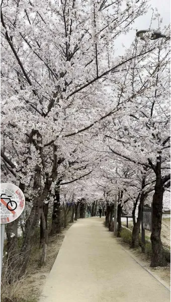 서울 벚꽃 명소 추천 베스트10_4