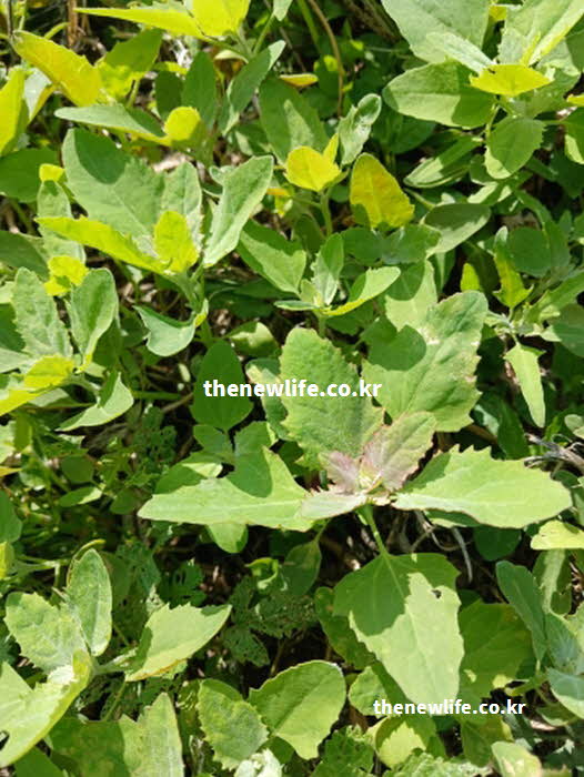 명아주 나물 효능 조리 과정 들기름 참기름