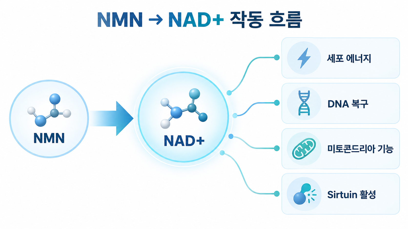 NMN이 NAD+와 연결되는 작동 흐름 인포그래픽