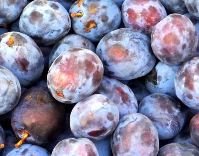 푸룬 건자두 효능 부작용