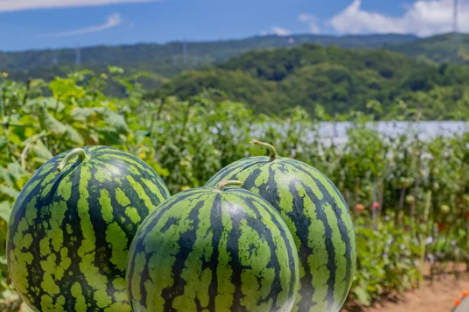 줄무늬가 선명하고 뚜렷한 수박을 선택하세요. 선명한 줄무늬가 있는 수박이 일반적으로 더 달콤해요.
