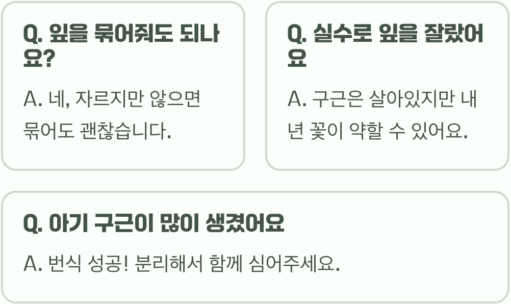 무스카리 꽃이 진 후&amp;#44; 절대 그냥 자르지 마세요! (구근 관리법)