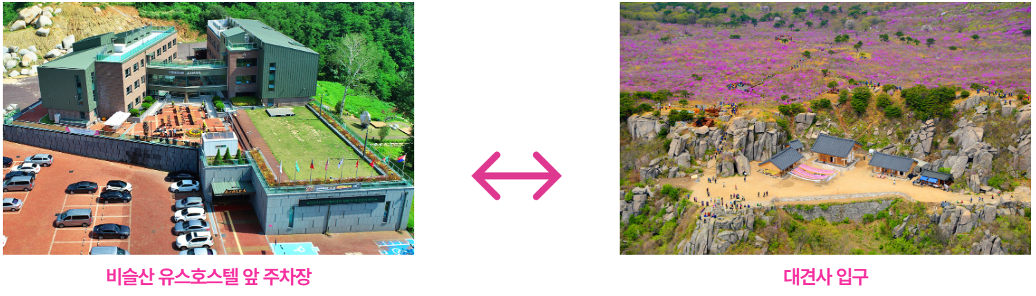 비슬산 참꽃축제