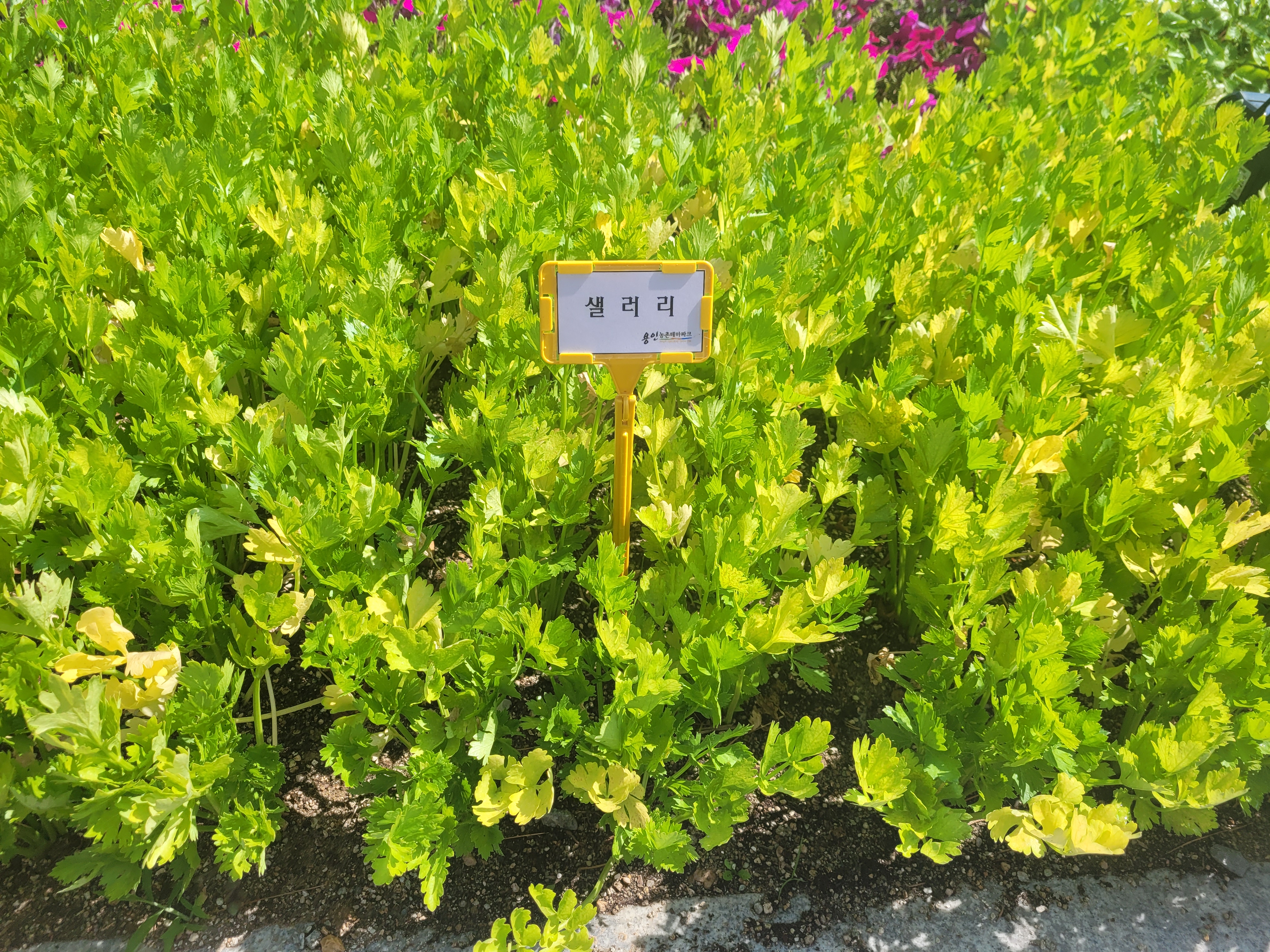 샐러리