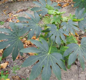 팔손이나무 키우기