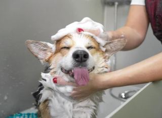 강아지 샴푸추천