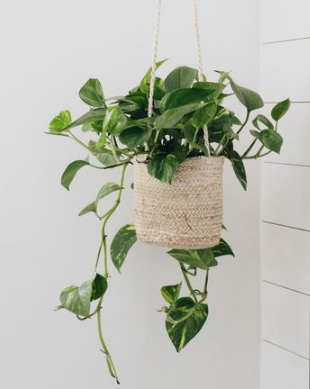 반려식물 처방약