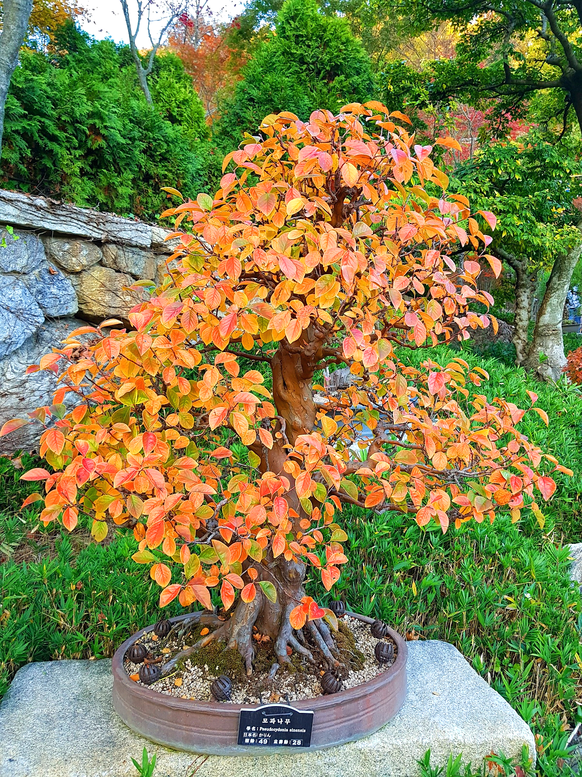 경기도 광주 곤지암 화담숲 단풍시즌, 가을 풍경 퍼레이드와 주변 맛집
