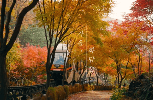 화담숲 단풍 절정