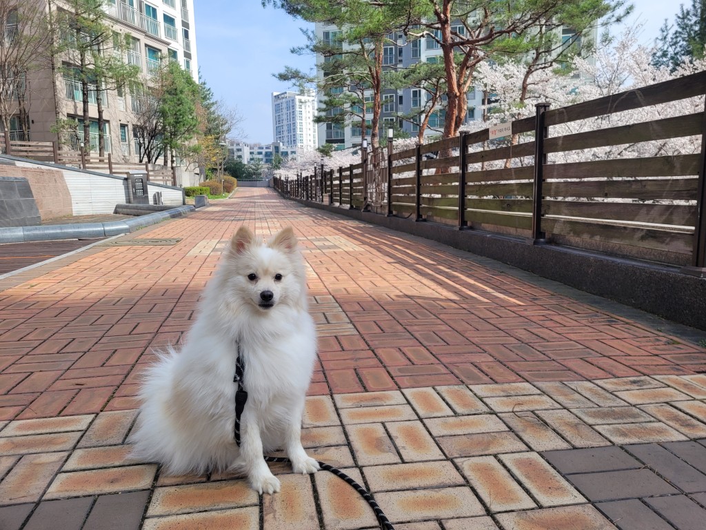 봄철 아파트 단지 산책로에서 산책 중인 포메라니안 반려견