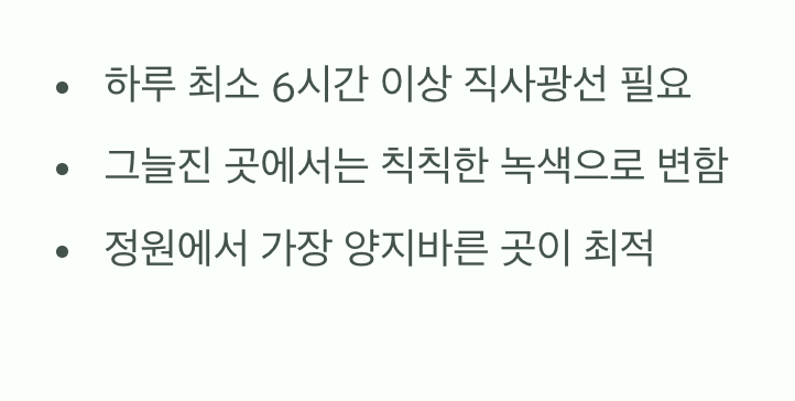 비결 1. 햇볕, 최고의 발색제