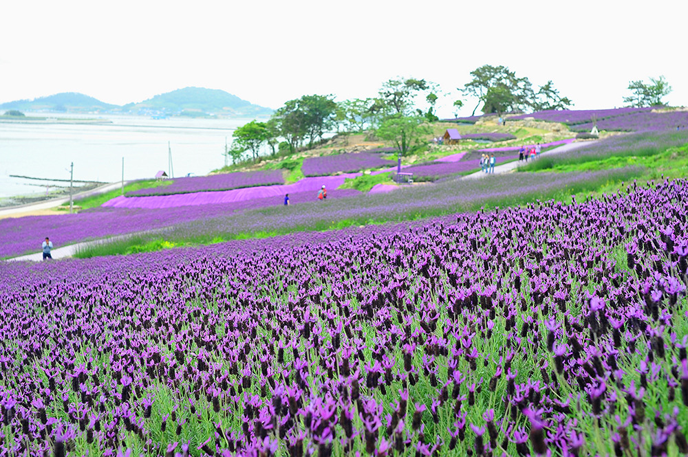 2025 신안 퍼플섬 라벤더 축제 일정 및 관람 정보