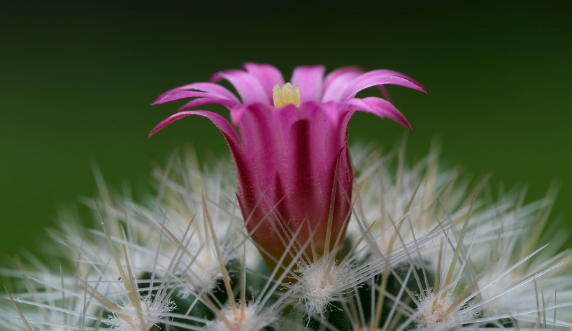 키우기 쉬운 허브