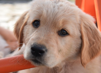 강아지 사료 종류 및 의미 (홀리스틱,그레인프리,휴먼그레이드)