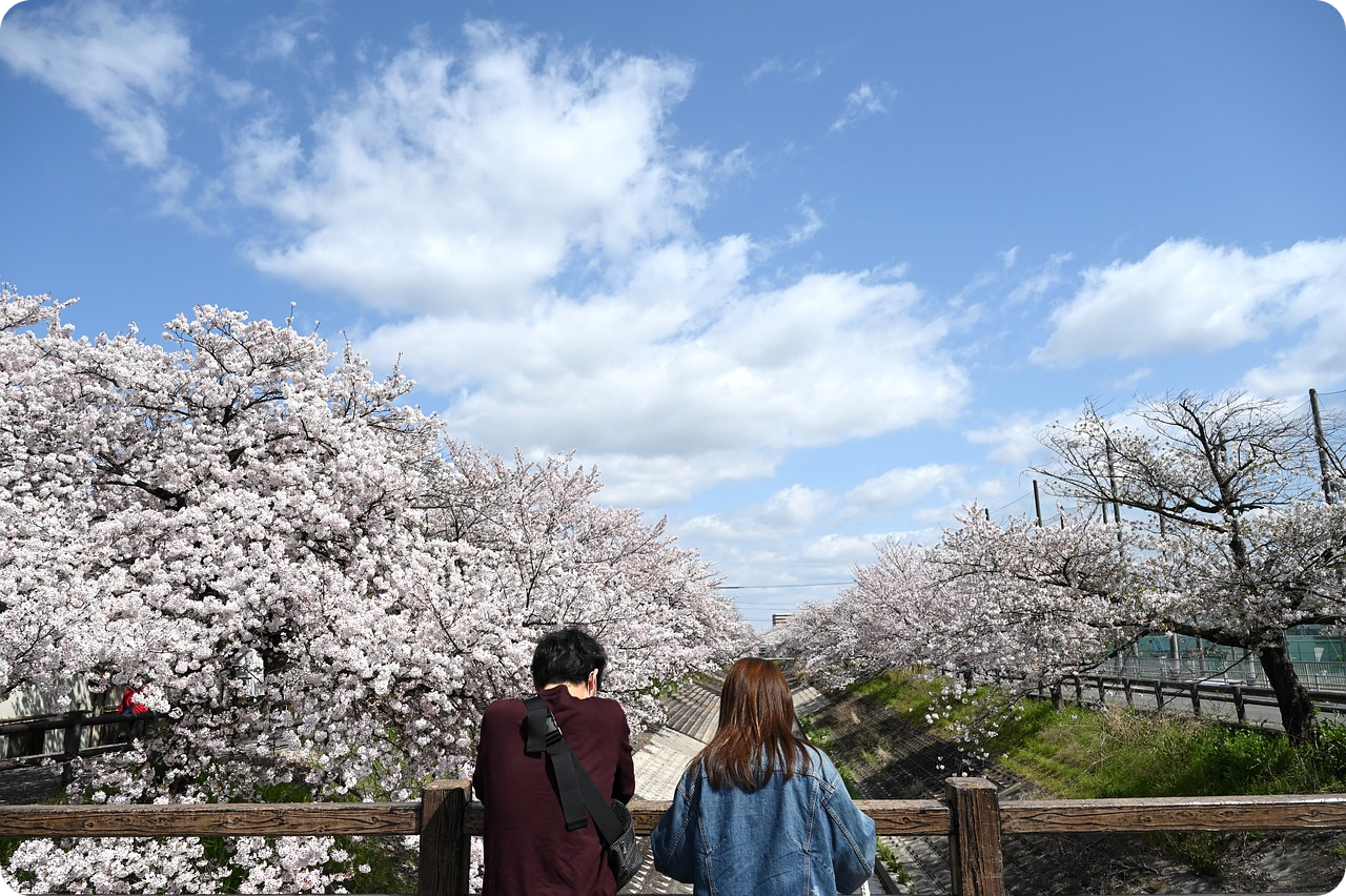 서울에서 만나는 봄의 향기, 벚꽃 명소