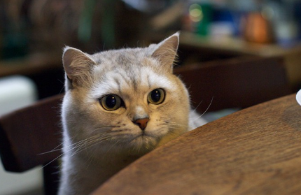 테이블 위의 밥을 노리는 고양이.