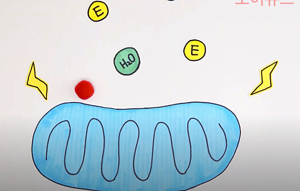 활성산소의 긍정적 기능_출처:EBS사이언스유튜브