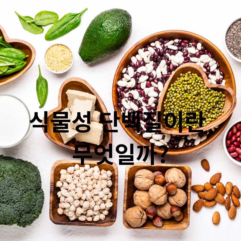식물성 단백질 식품 총정리