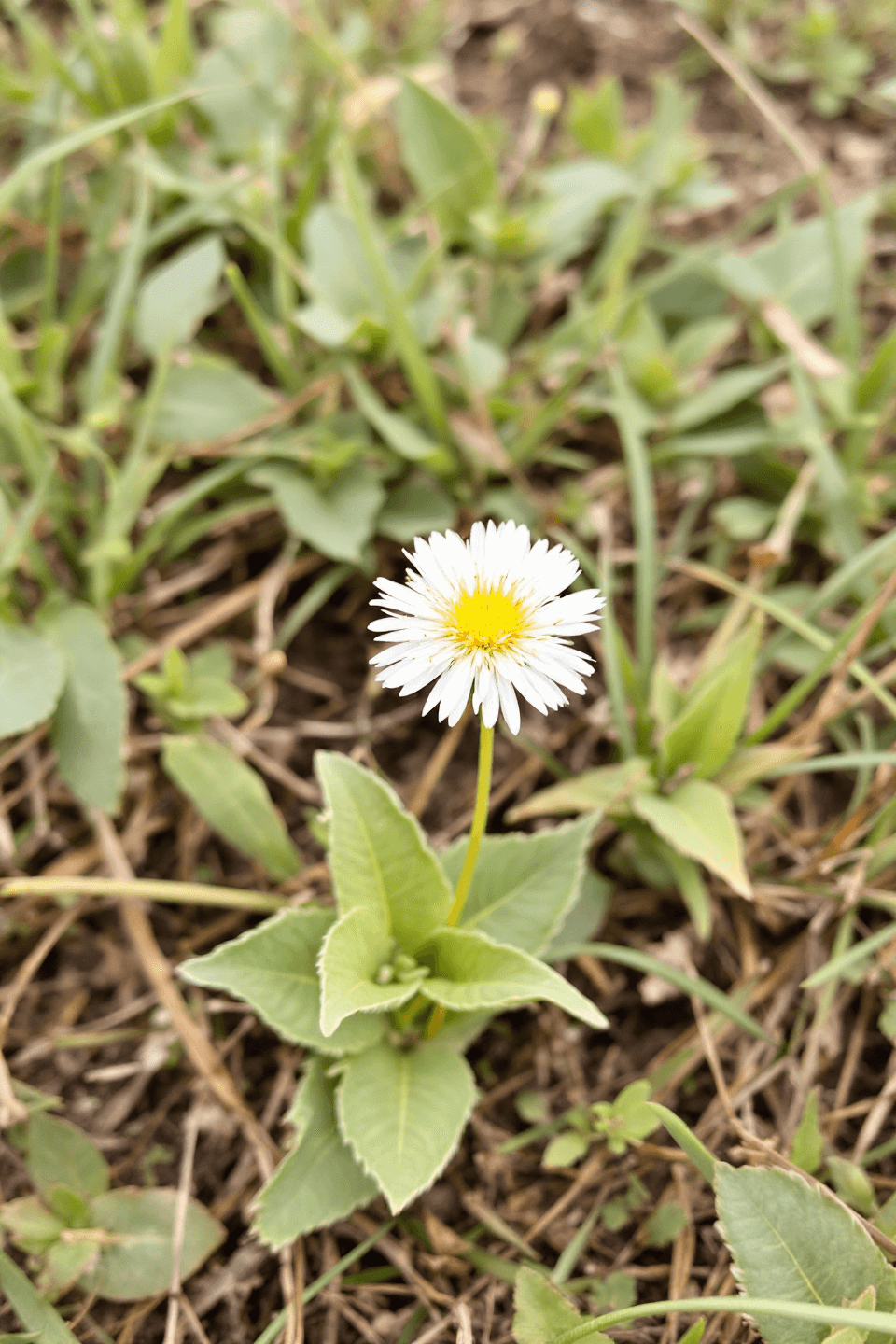 흰민들레 사진입니다.