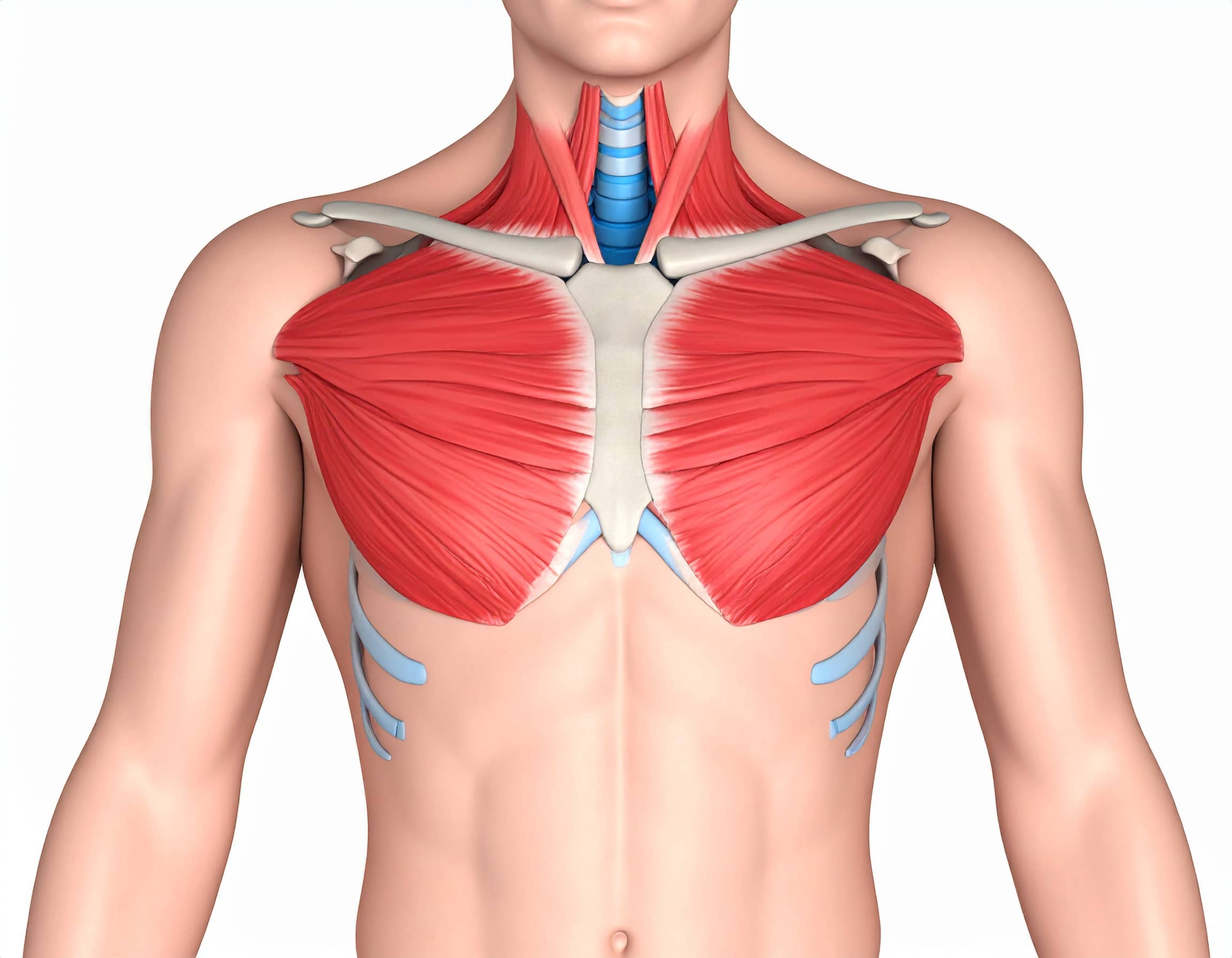 늑골과 흉근의 생리학적 관계