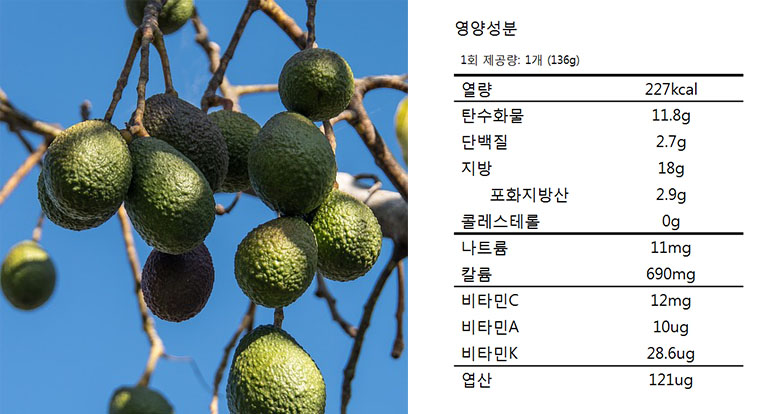 아보카도 효능, 영양성분