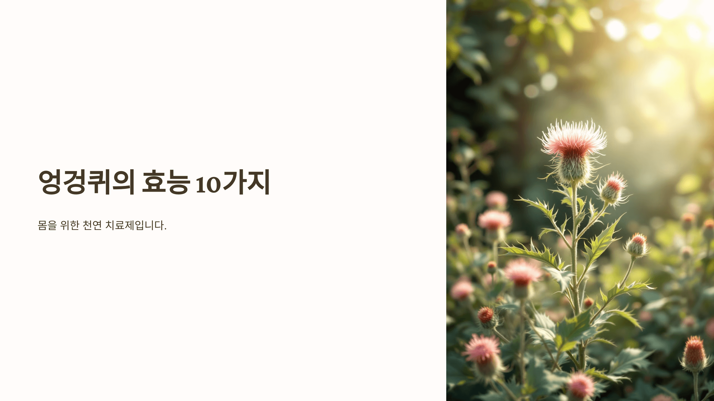 엉겅퀴와 관련된 사진입니다.