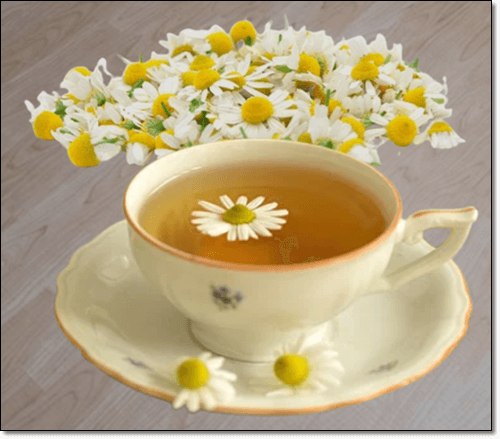 카모마일 차