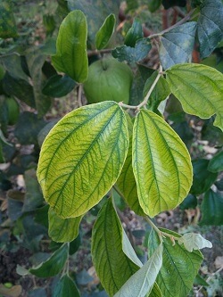 결핍