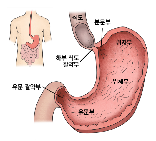 위 구조