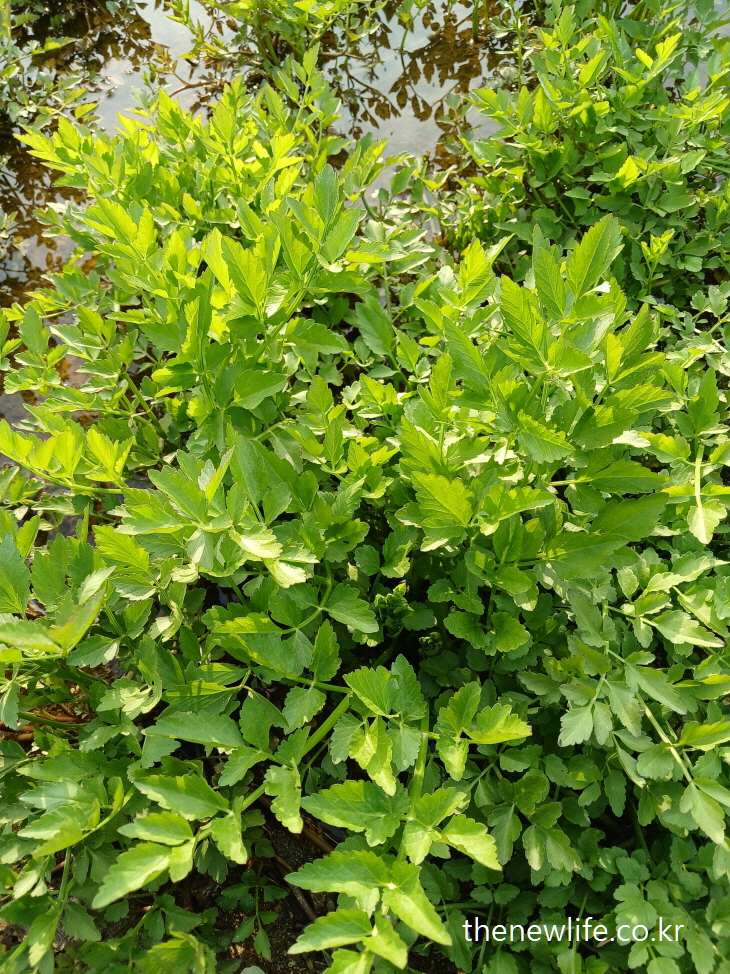 Fresh water celery (minari) plants growing densely in a wet field — known for detoxifying, anti-inflammatory, and digestion-aiding properties.-"해독, 항염, 소화 개선 효능이 뛰어난 미나리가 촘촘하게 자라고 있는 물가 밭 풍경
