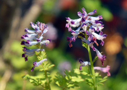 어정초, 괴불주머니, 괴불주머니효능, 자주괴불주머니,