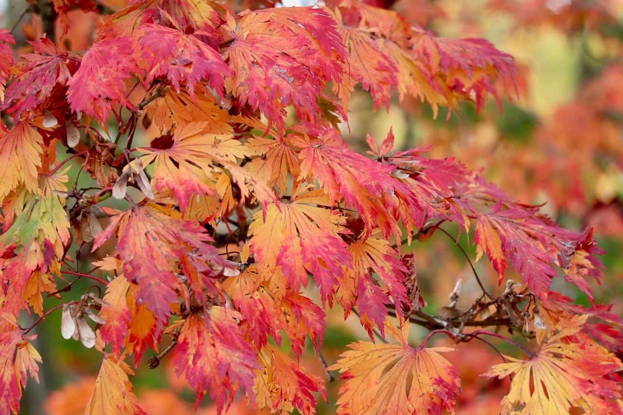 단풍나무 병충해