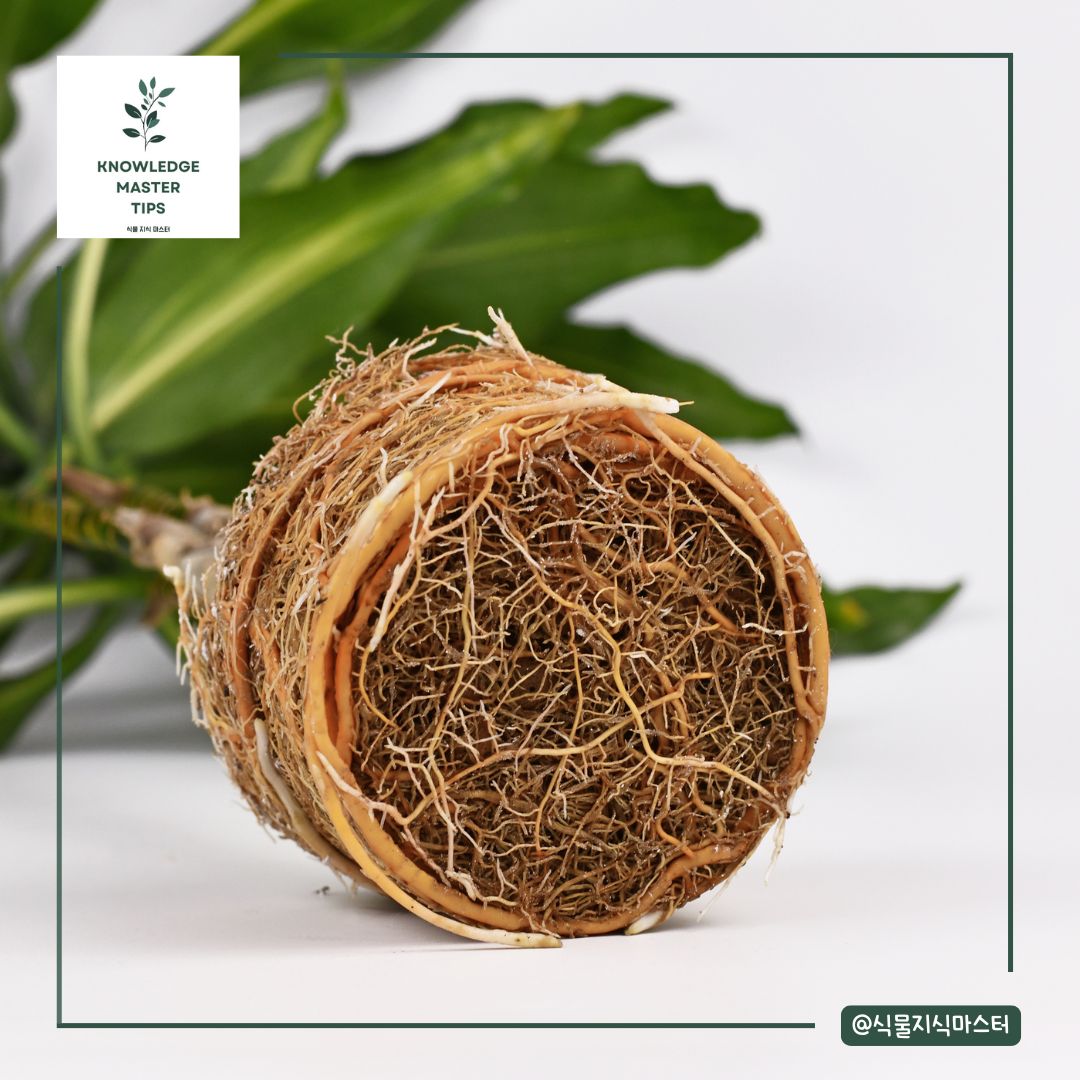 행운목 분갈이 시기: 언제가 적절할까?