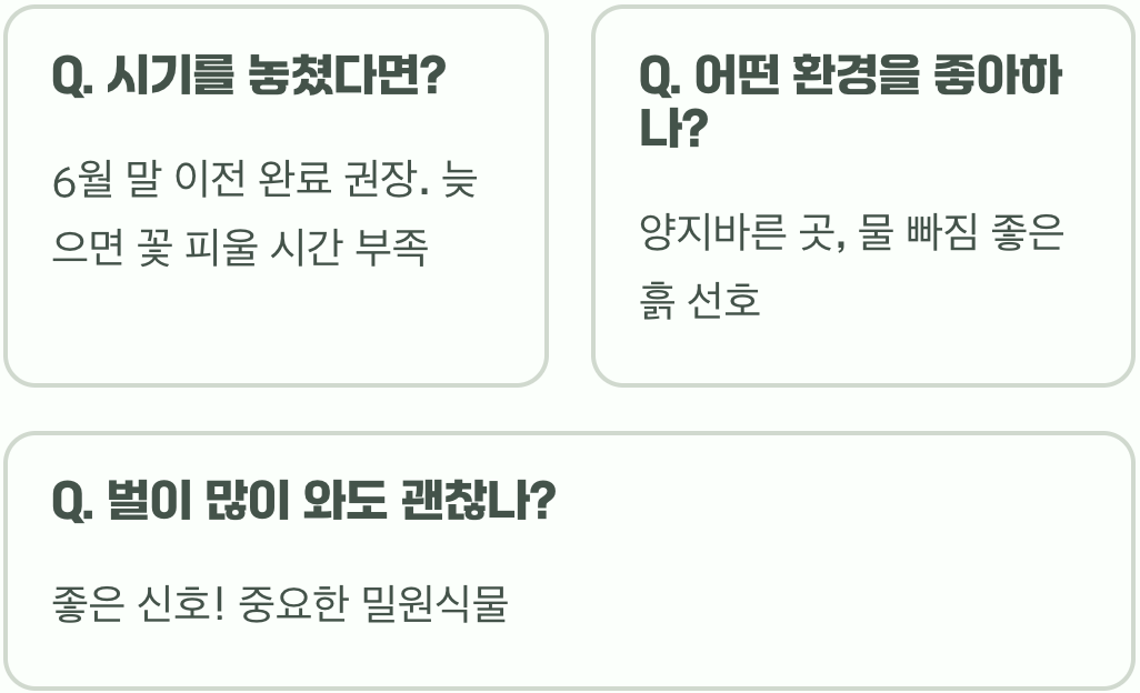 큰꿩의비름 쓰러짐 방지, '첼시촙' 순지르기 하나로 해결!