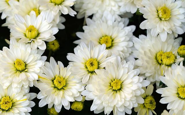 눈에 좋은 영양제 차 과일