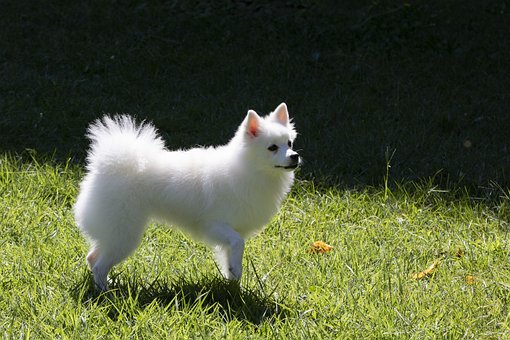강아지 관련 용어 애견 훈련&amp;#44; 강아지 훈련 관련 용어