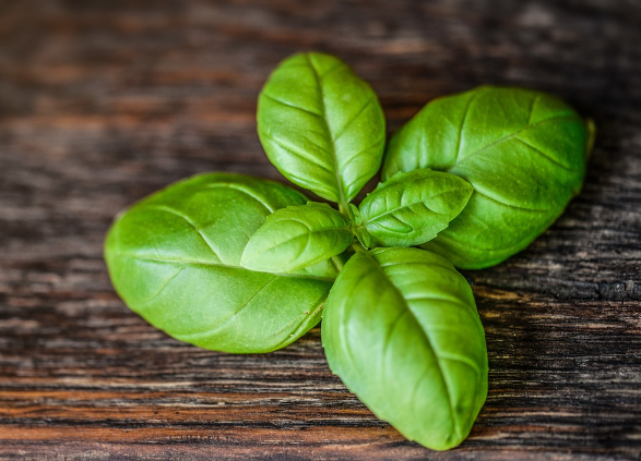 바질 잎