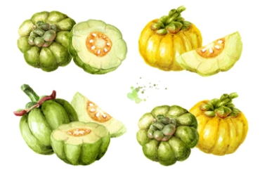 가르시니아 추천