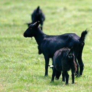 흑염소즙의 효능과 좋은흑염소즙을 고르는법 그리고 흑염소즙을 효과적으로 먹는 방법 및 주의사항