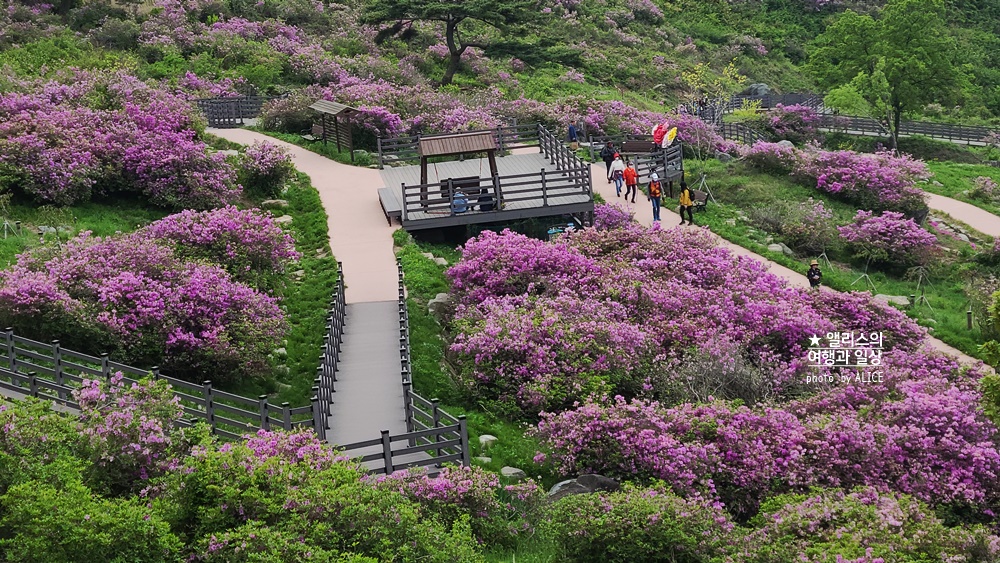 황매산 철쭉 개화시기, 셔틀버스, 산청 합천 5월 가볼만한곳