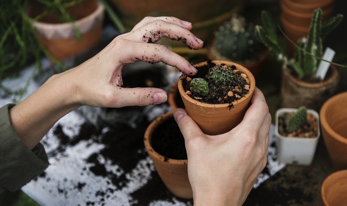 원예 이미지 사진