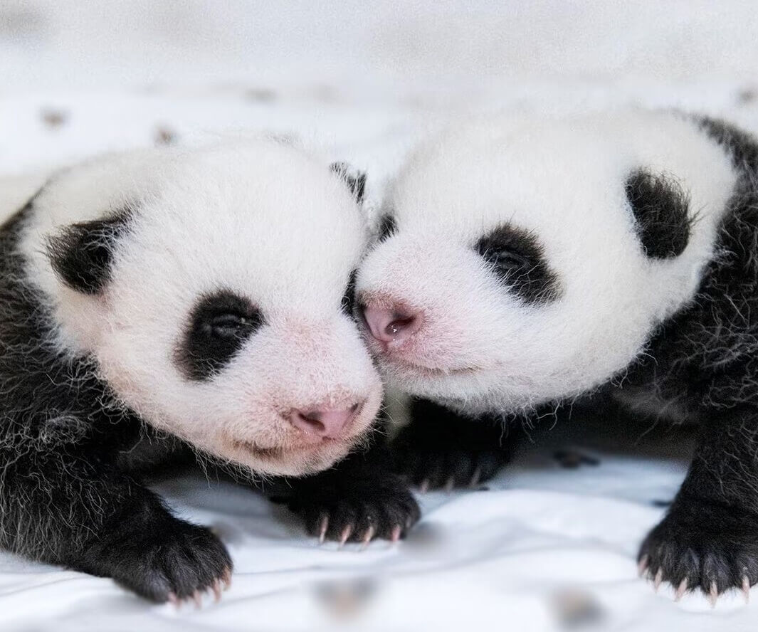 에버랜드 쌍둥이 아기판다 이름공모 참여방법