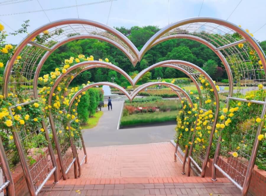 2025년 울산대공원 장미축제: 300만 송이의 장미 향연