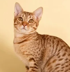 오시캣의 특징과 기르는 방법