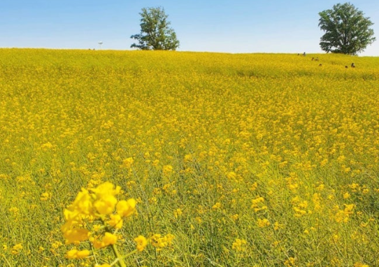 안성팜랜드 유채꽃