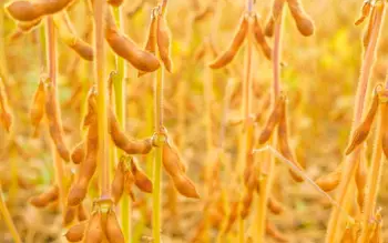 메주콩 가격 및 효능&amp;#44; 영양소&amp;#44; 영양성분